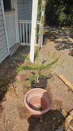 16_08_larch_01.jpg