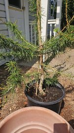 16_08_larch_02.jpg