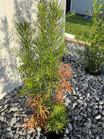 Podocarpus hedge brown 1.jpg