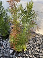 Podocarpus hedge brown 2.jpg