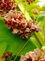 American Groundnut.jpg