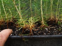 JBP seedling cuttings 04.JPG