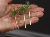 JBP seedling cuttings 06.JPG