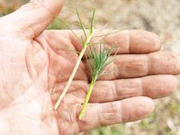 JBP seedling cuttings 11.JPG