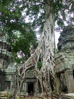 Tree_roots_and_temple,_Ta_Prohm,_Angkor,_Cambodia.jpg