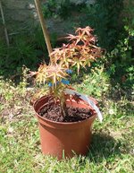 acer palmatum seigen 2024 06 26.JPG