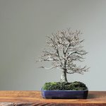 use-these-tools-and-techniques-for-your-zelkova-bonsai-775157_1024x1024.jpg