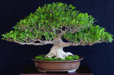 tiger-bark-ficus.jpg