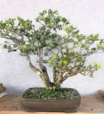 boxwood clump 3.jpg