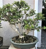 boxwood clump 4 07May22.jpg