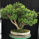 boxwood clump 5 28Apr24.jpg