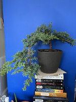 Bonsai1a.jpg