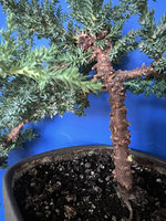 Bonsai1c.jpg