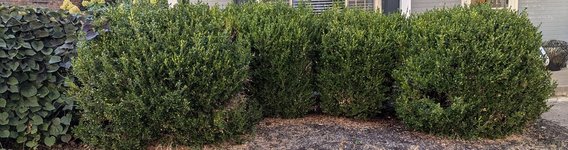 Boxwood_6.jpg