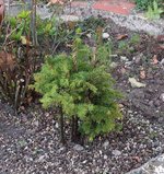 picea glehnii 2024 08 27 (9).JPG