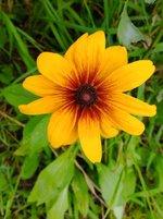 Blackeyed Susan.jpg