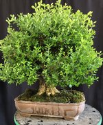 boxwood single trunk 29Aug24 1.jpg