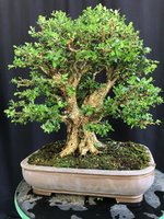 boxwood single trunk 29Aug24 4.jpg