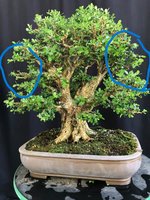 boxwood single trunk 29Aug24 5.jpg