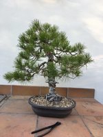 STONE PINE MAR 2022 3.jpg