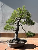 STONE PINE JUN 2023 0.jpg