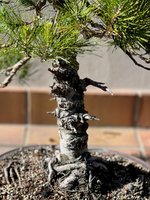 STONE PINE JUN 2023 3.jpg