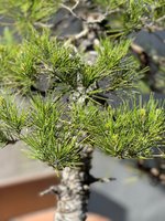 STONE PINE JUN 2023 5.jpg