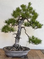 STONE PINE JUN 2023 7.jpg