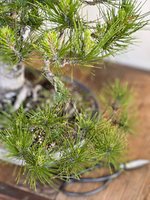 STONE PINE JUN 2023 8.jpg