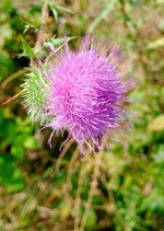 Spear Thistle.jpg