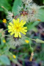 Hawkweed.jpg