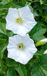 Bindweed.jpg