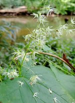 Prickly-Cucumber.jpg