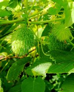 Prickly Cucumber.jpg