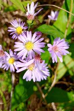 Smooth Blue Aster.jpg