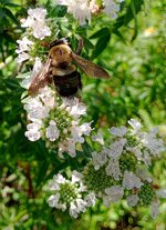 Whorled Mountainmint.jpg