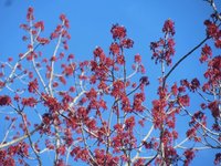 Red Maple buds.jpeg