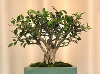 Ficus fused trunks 2019.jpg