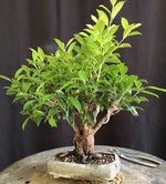 Ficus fused trunks Sep 2024 1.jpg