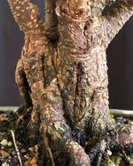 Ficus fused trunks Sep 2024 2.jpg