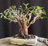 ficus fused trunks Sep 2024 3.jpg