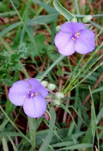 Spiderwort_.jpg