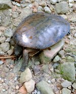 Eastern Spiny Softshell Turtle_.jpg