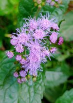 Mistflower.jpg