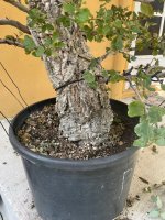 Large cork oak for pacific4.jpg