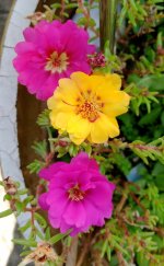 Moss Rose purslane (Portulaca grandiflora).jpg