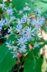 Blue Wood Aster.jpg