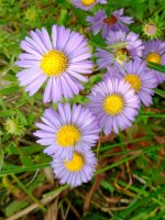 Aromatic Aster .jpg