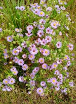 Aromatic aster -.jpg