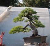 pinus pentaphylla shari 2024 09 17 (7).JPG